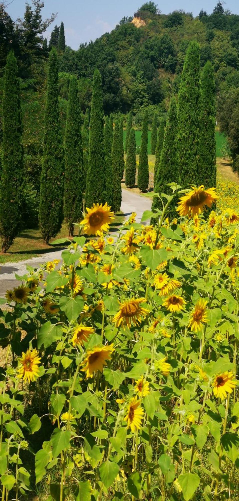 Agriturismo Cascina Cipressa San Romano  Dış mekan fotoğraf