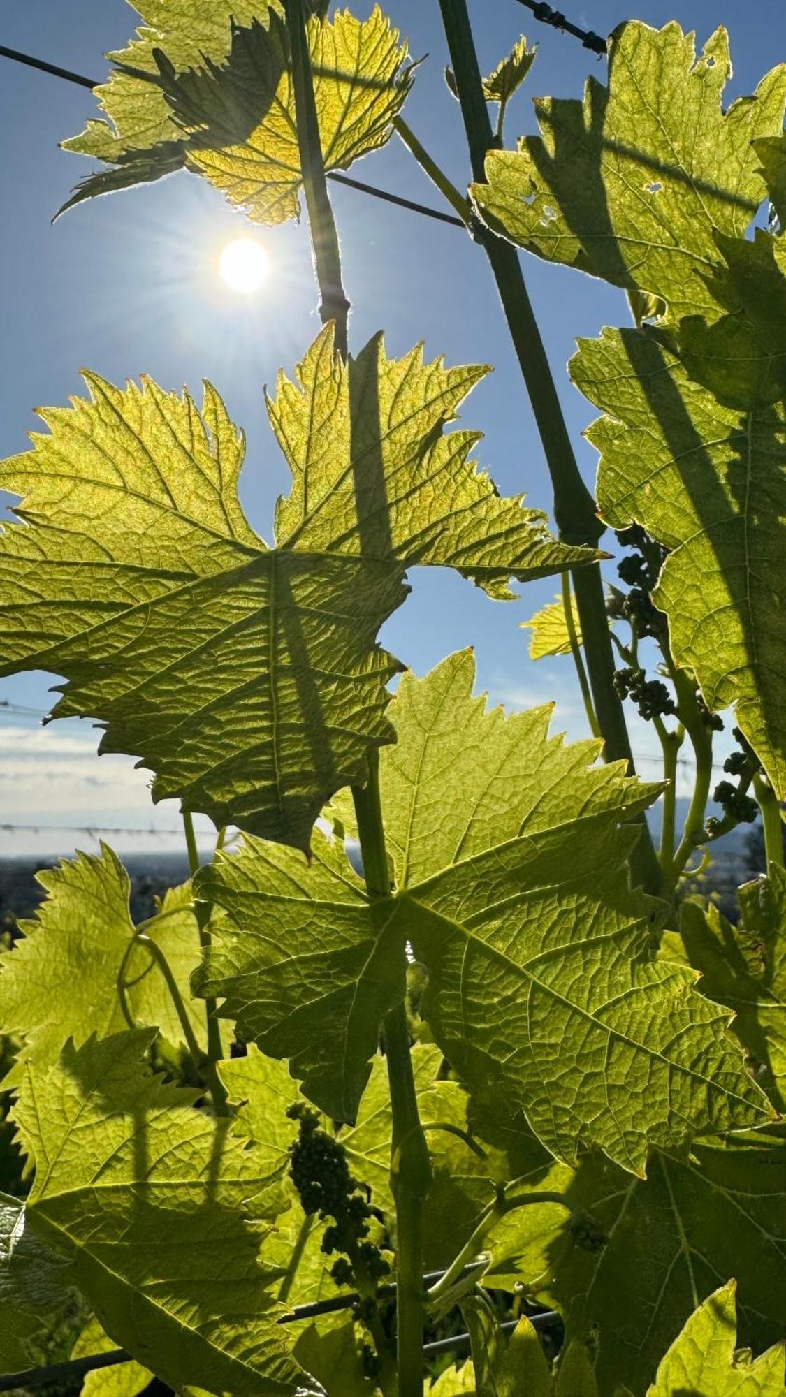 Agriturismo Cascina Cipressa San Romano  Dış mekan fotoğraf