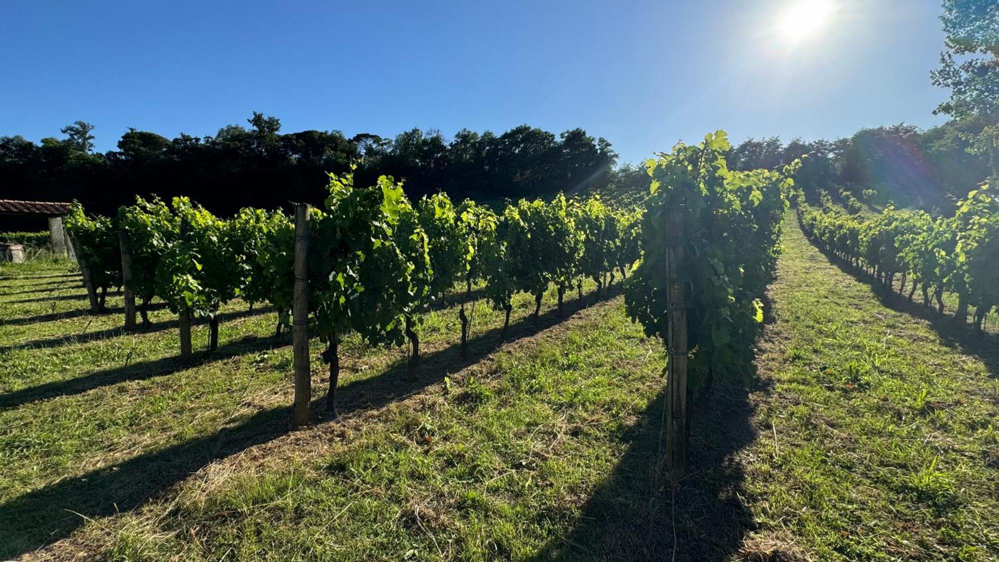 Agriturismo Cascina Cipressa San Romano  Dış mekan fotoğraf